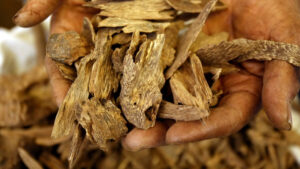 A fragrância de Oud do mundo árabe flutua na indústria de perfumes ocidentais