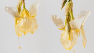 Attar, a tradição da fragrância milênia, está pronta para um grande retorno