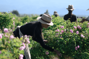 Descubra Domaine de la Rose, icônico país das maravilhas olfativas de Lancôme