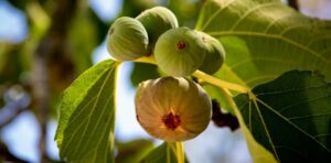 Melhores aromas de fig: frutado, barato e nicho