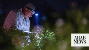 Agricultores egípcios por trás dos perfumes mundiais enfrentam sozinhos a luta climática